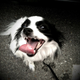 Illustration for article titled Shooting Challenge Pets Gallery 2
